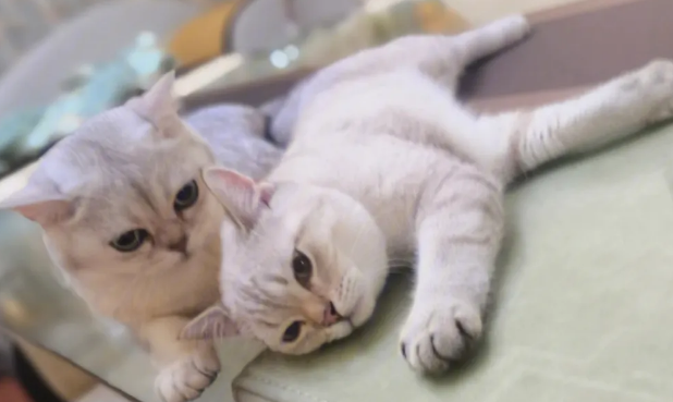 为什么不能养双猫二狗？主要原因在这里