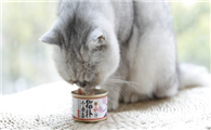 猫两个月能吃罐头吗
