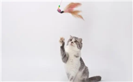 猫玩具哪些比较好