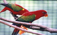 每日一问:喋喋吸蜜鹦鹉可以繁殖吗?