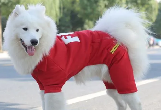 萨摩耶衣服四脚成年犬 萨摩耶衣服四脚成年犬