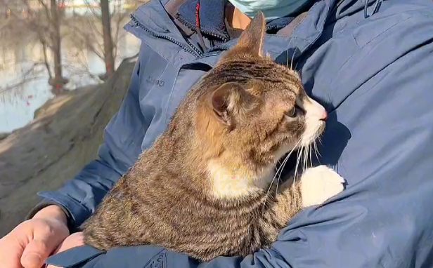 流浪猫被收养后，靠表演节目赚猫粮