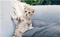 猫总是不老实地伸爪抓沙发,这是为何?为啥买了猫抓板猫也不用?