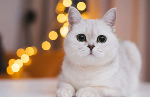 猫肚子里有虫子的状态是什么样的呢? 猫肚子里有虫子的状态是什么样的呢?