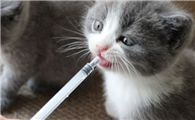怎么给猫咪喂益生菌