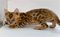 豹猫适合什么猫粮