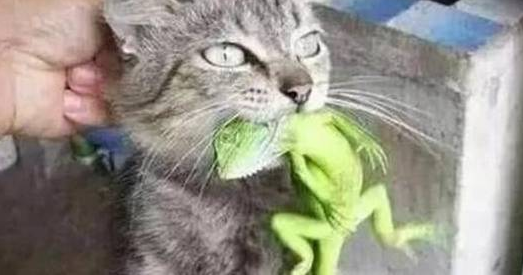 狸花猫咬住主人高价买的变色龙，死活不松口