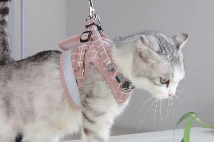 猫咪牵引绳怎么戴