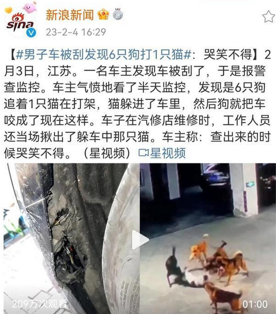 流浪狗群追逐野猫 再不尽快处理就要笑不出来了