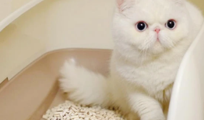 混合猫砂多少钱一斤