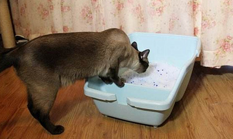 猫砂是干啥用的 猫砂是干啥用的