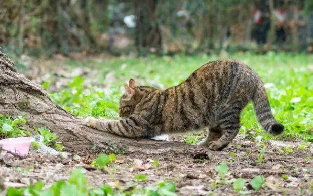 猫抓板、猫抓柱,哪种才是猫咪真爱? 猫抓板、猫抓柱,哪种才是猫咪真爱?