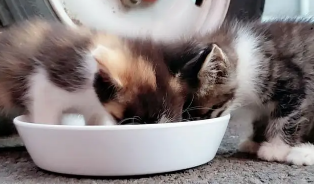 进口猫罐头在哪里买
