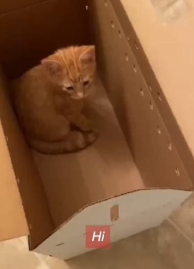 收容所的小橘猫一周后将被安乐死,还好命中注定的铲屎官出现了 收容所的小橘猫一周后将被安乐死,还好命中注定的铲屎官出现了