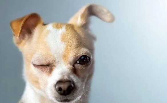 狗狗回家不愿进笼子?这三种方法屡试不爽 狗狗回家不愿进笼子?这三种方法屡试不爽