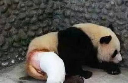 大熊猫下半身被剃光毛,像没穿裤子一样 大熊猫下半身被剃光毛,像没穿裤子一样