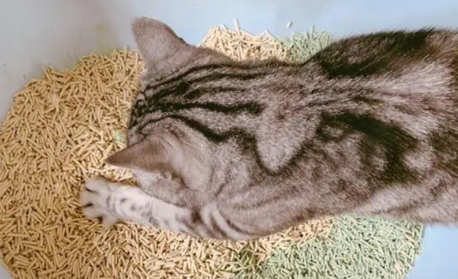 猫砂粉尘小的什么牌子好