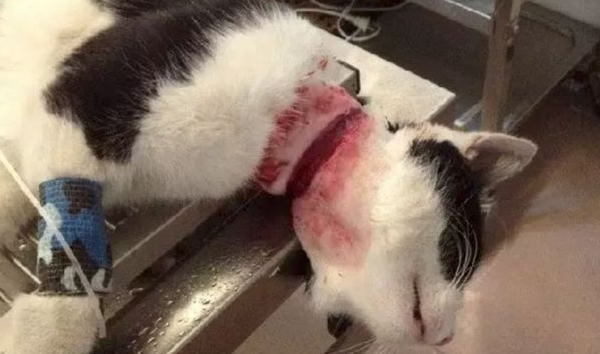 给猫咪狗狗脖子上佩戴项圈,到底是爱还是害? 给猫咪狗狗脖子上佩戴项圈,到底是爱还是害?