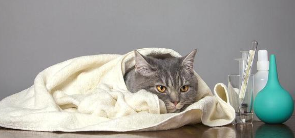 猫咪咳嗽能吃什么药