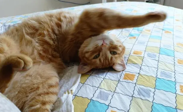 藏在猫条里的小秘密～猫条竟有这样的神奇妙用