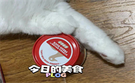 人能不能吃猫罐头