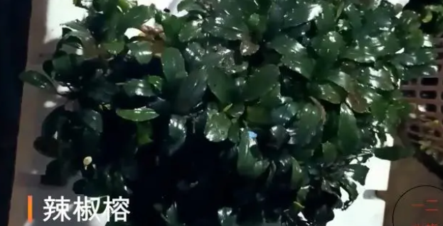 鱼缸养水草，这6种最好养