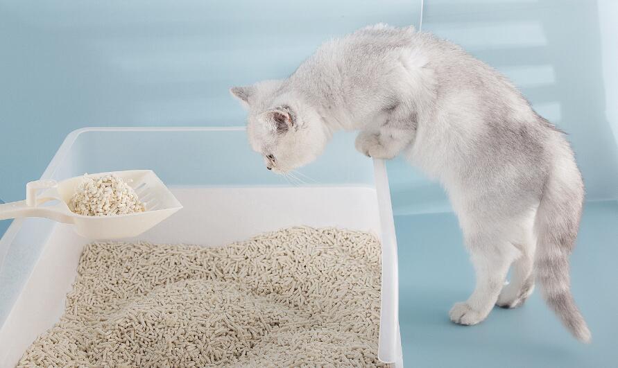 猫砂盆需要多少猫砂 猫砂盆需要多少猫砂