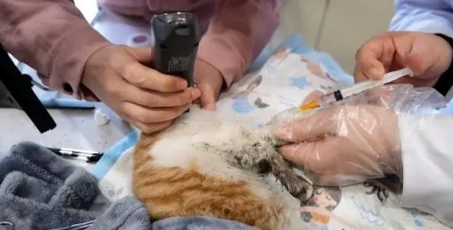 不停抽搐的小橘猫,虽然等到帮助,可最后还是没能把它留住 不停抽搐的小橘猫,虽然等到帮助,可最后还是没能把它留住