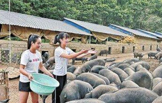 大学生毕业回家养猪,父亲为她婚事发愁,扬言:陪嫁300头猪 大学生毕业回家养猪,父亲为她婚事发愁,扬言:陪嫁300头猪