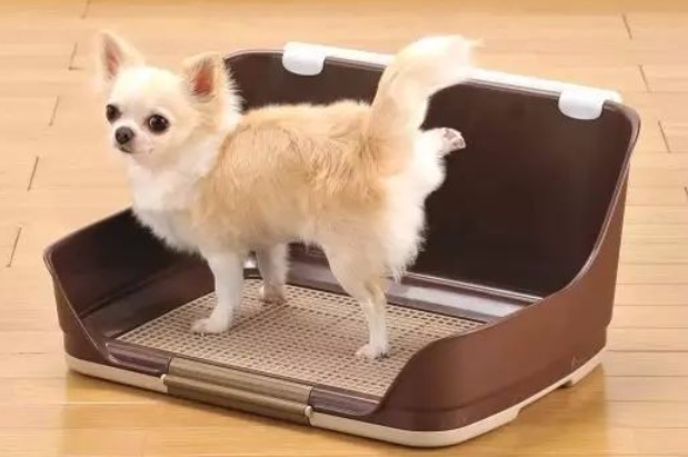 狗狗在笼子里面大小便怎么办 狗狗在笼子里面大小便怎么办