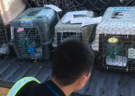 狗可不可以发物流?可以 狗可不可以发物流?可以