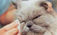 人用的滴眼液可以给猫用吗