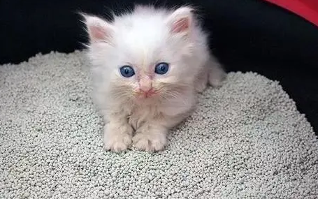 猫砂在哪里可以买到