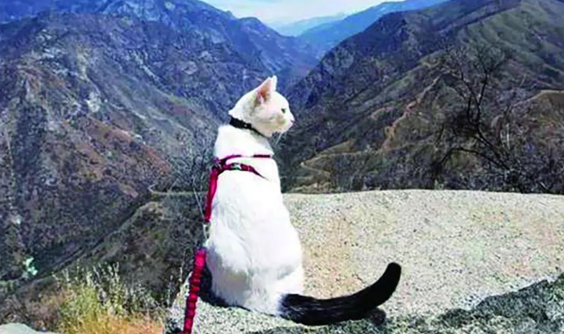 猫咪牵引绳长什么样