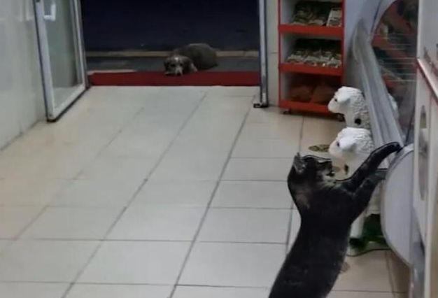 还记得那只跟肉店讨肉吃的流浪猫吗? 还记得那只跟肉店讨肉吃的流浪猫吗?