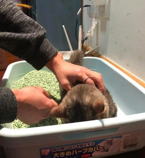 主人换猫砂猫咪进去捣乱，被主人拎起来时一脸懵：发生了什么事？