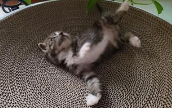 猫抓板的好处,你知道多少? 猫抓板的好处,你知道多少?