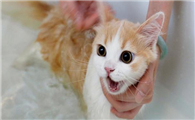 宠物猫洗澡用什么沐浴露