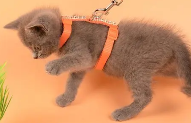 怎么安装猫咪牵引绳