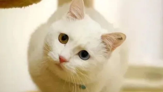 猫咪肠胃不适怎么办?怎样正确使用猫咪益生菌 猫咪肠胃不适怎么办?怎样正确使用猫咪益生菌