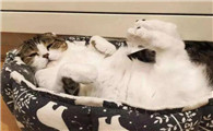 怎么确定猫认主人了