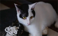 猫砂使用时,很多铲屎官都没注意这3个问题,难怪猫咪觉得不舒服