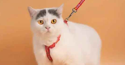 猫咪牵引绳多少钱
