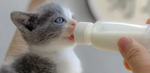 怎么给幼猫冲泡羊奶粉?