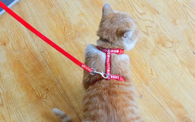怎么给猫戴牵引绳