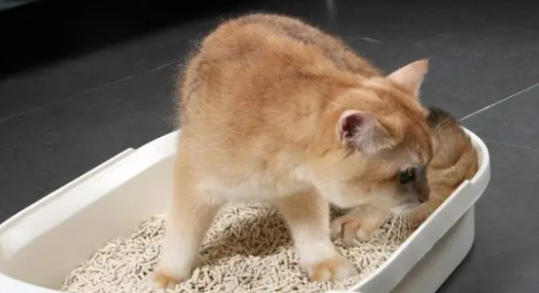 猫砂越多越好吗