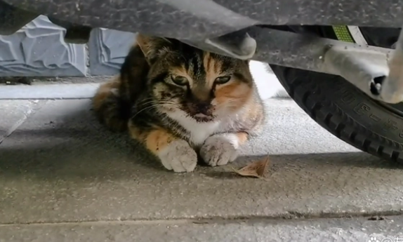 受伤后蜷缩在车底,冻了一夜的猫咪获救后才知道...... 受伤后蜷缩在车底,冻了一夜的猫咪获救后才知道......