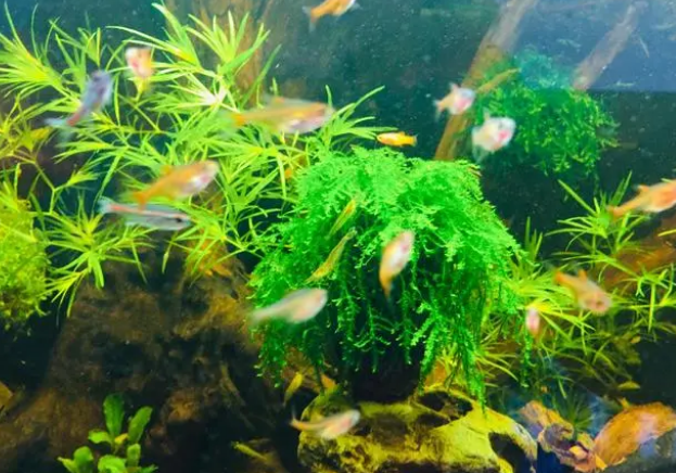 水质好不好,自己有个标准,你养的水草,鱼都很好,那才叫好水质 水质好不好,自己有个标准,你养的水草,鱼都很好,那才叫好水质