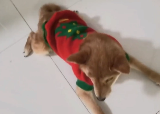 在雪地里爬了一上午的小柴犬，送医后才知道它的骨盆碎了 