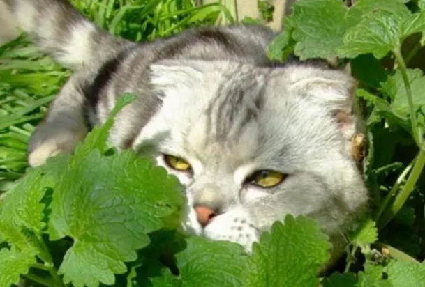 猫草是剪了喂还是直接让猫咪吃？猫咪吃猫草有什么好处？